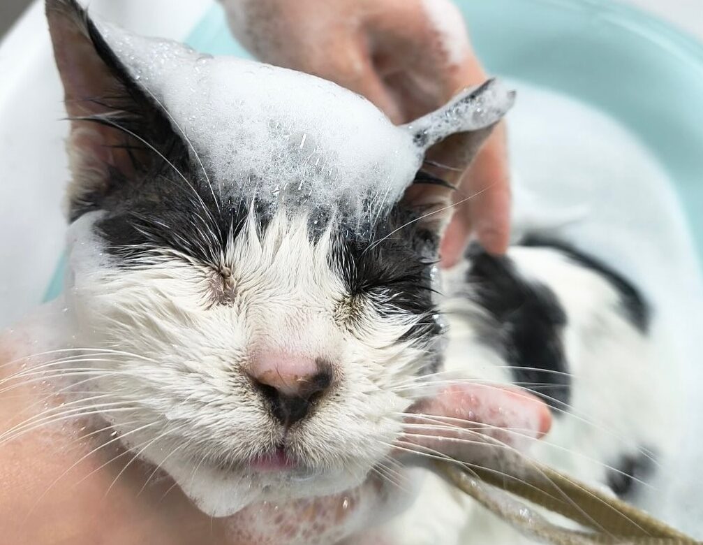 トリミング中の犬