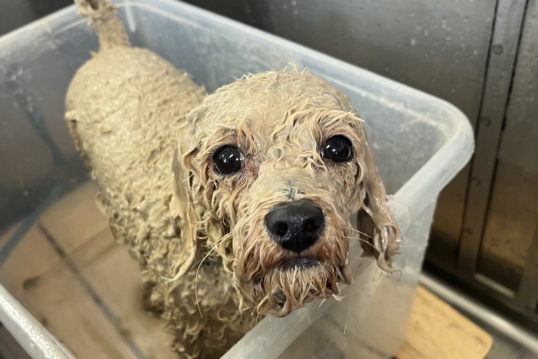 シャワー中の犬