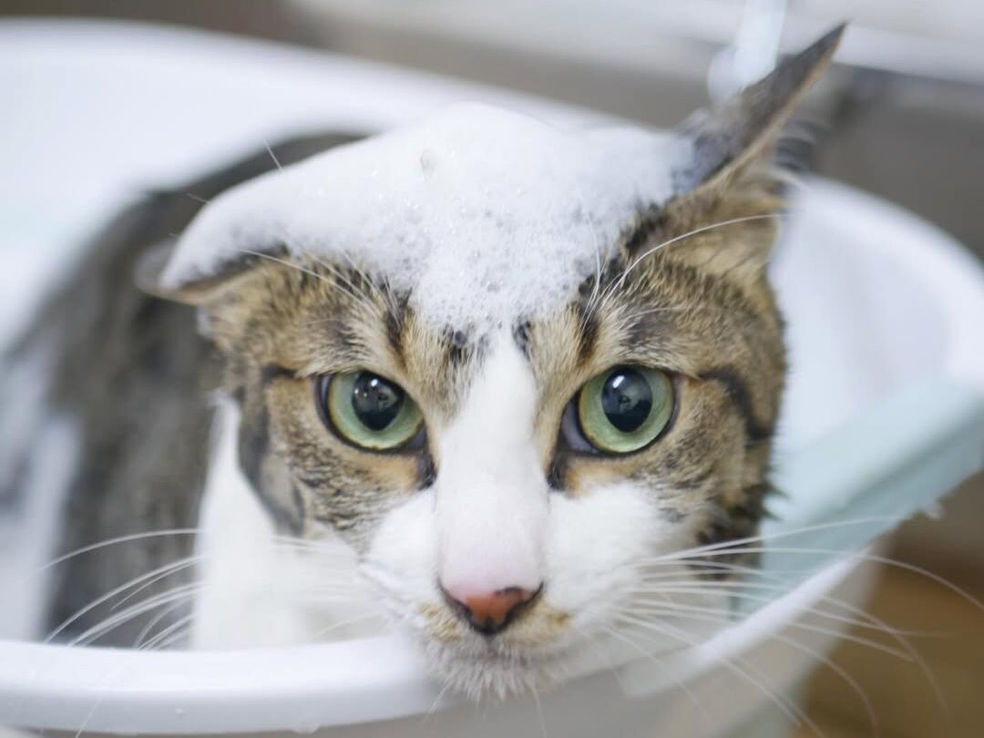 トリミング中の犬