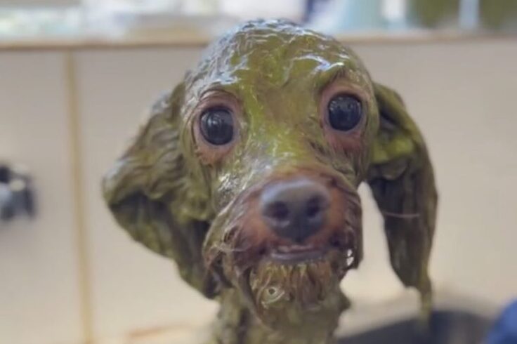 シャワー中の犬