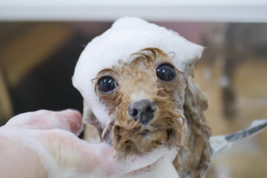 トリミング中の犬