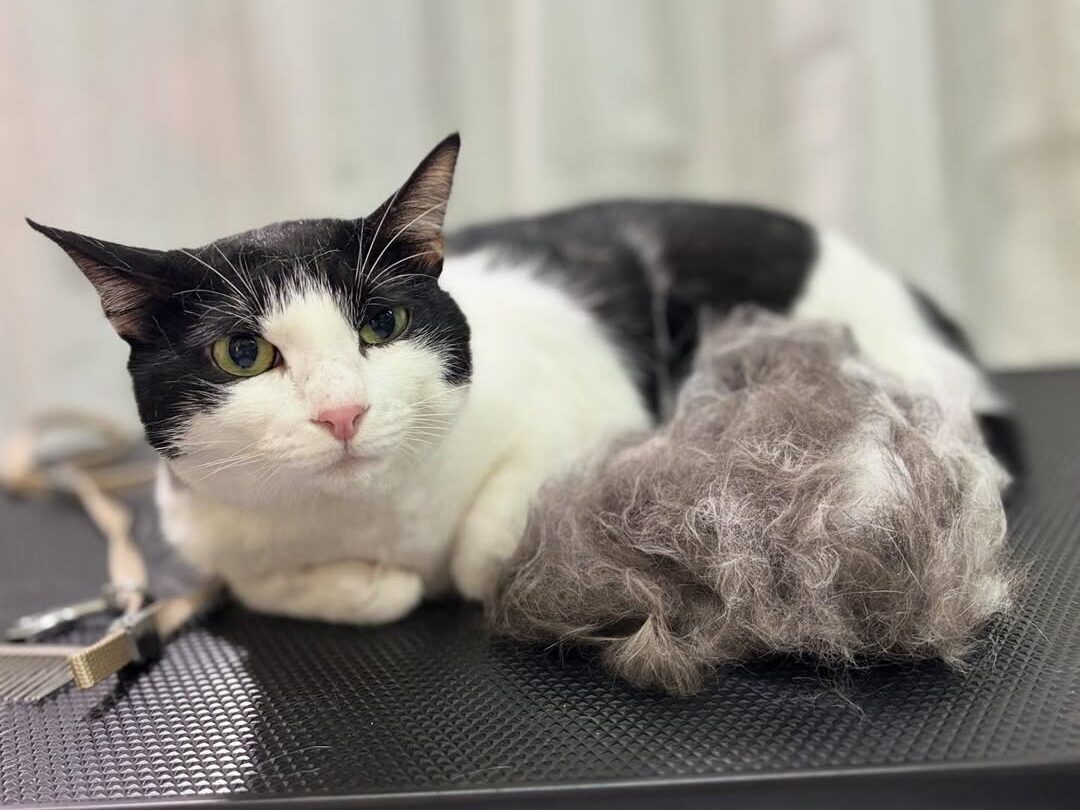 トリミング中の犬