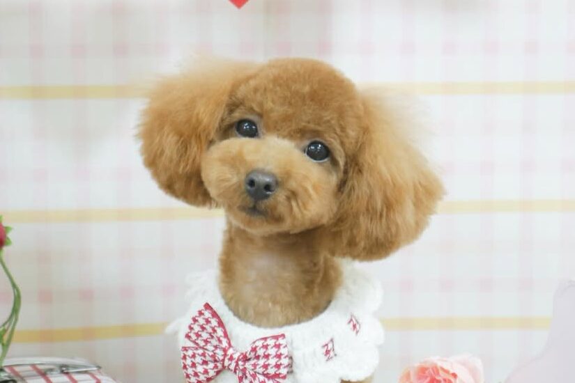 トリミング中の犬